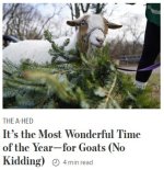 goat01.JPG