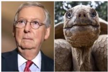 McConnellTurtle.JPG