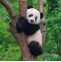 panda01.JPG