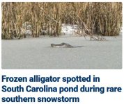 alligatorJan2025.JPG