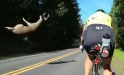 deer181010s.JPG deer181010s.JPG