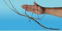 stickInsect01s.JPG